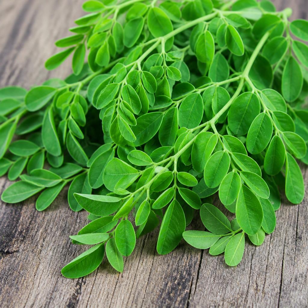 Moringa Leaves