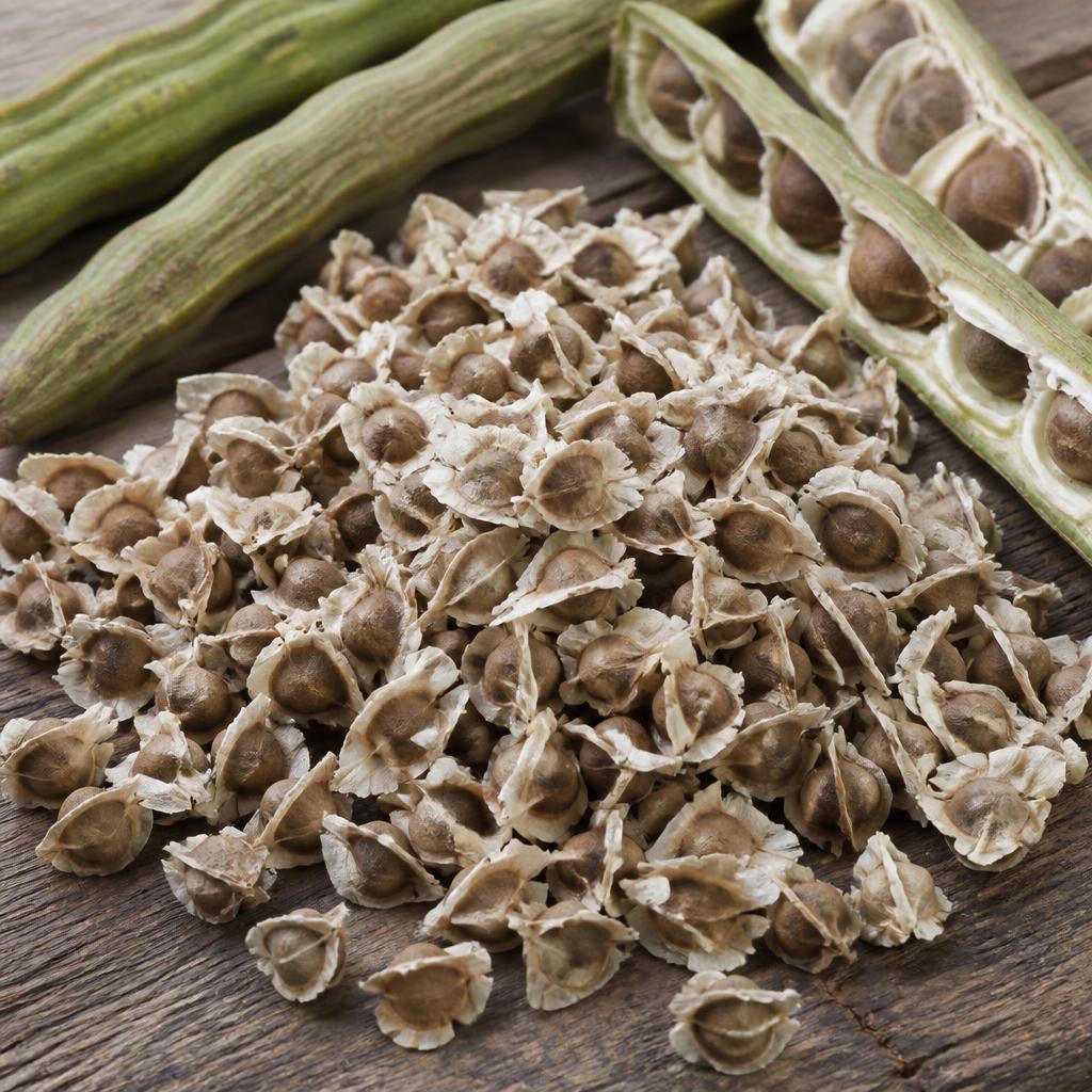 Moringa Seeds