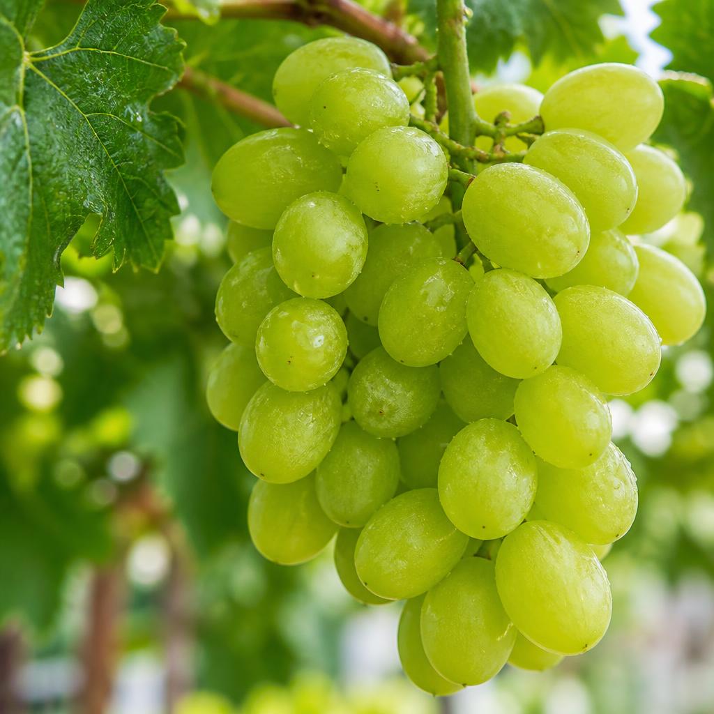 Grapes